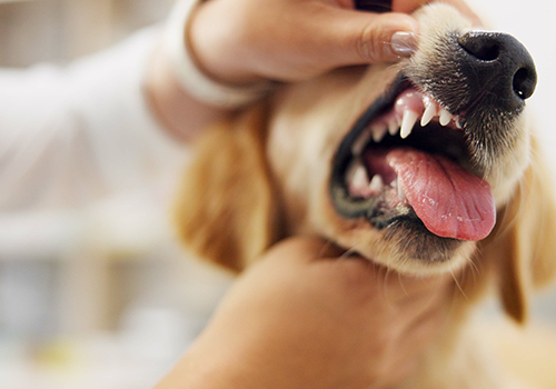 Dental treatment dental treatment