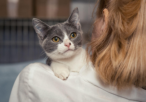 cat and vet cat friendly clinic