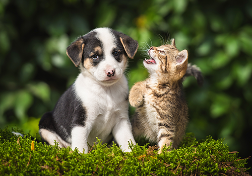 puppy-kitten puppy-kitten
