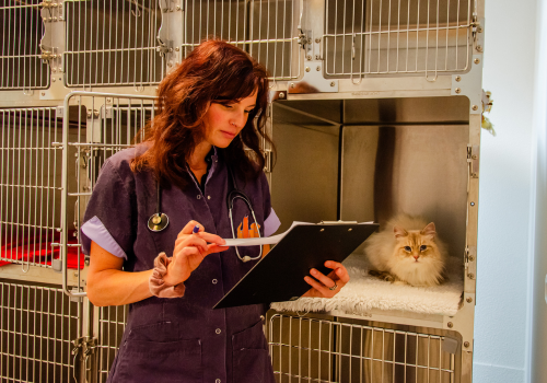 Een persoon poetst de tanden van een kleine witte en bruine hond met een rode tandenborstel.