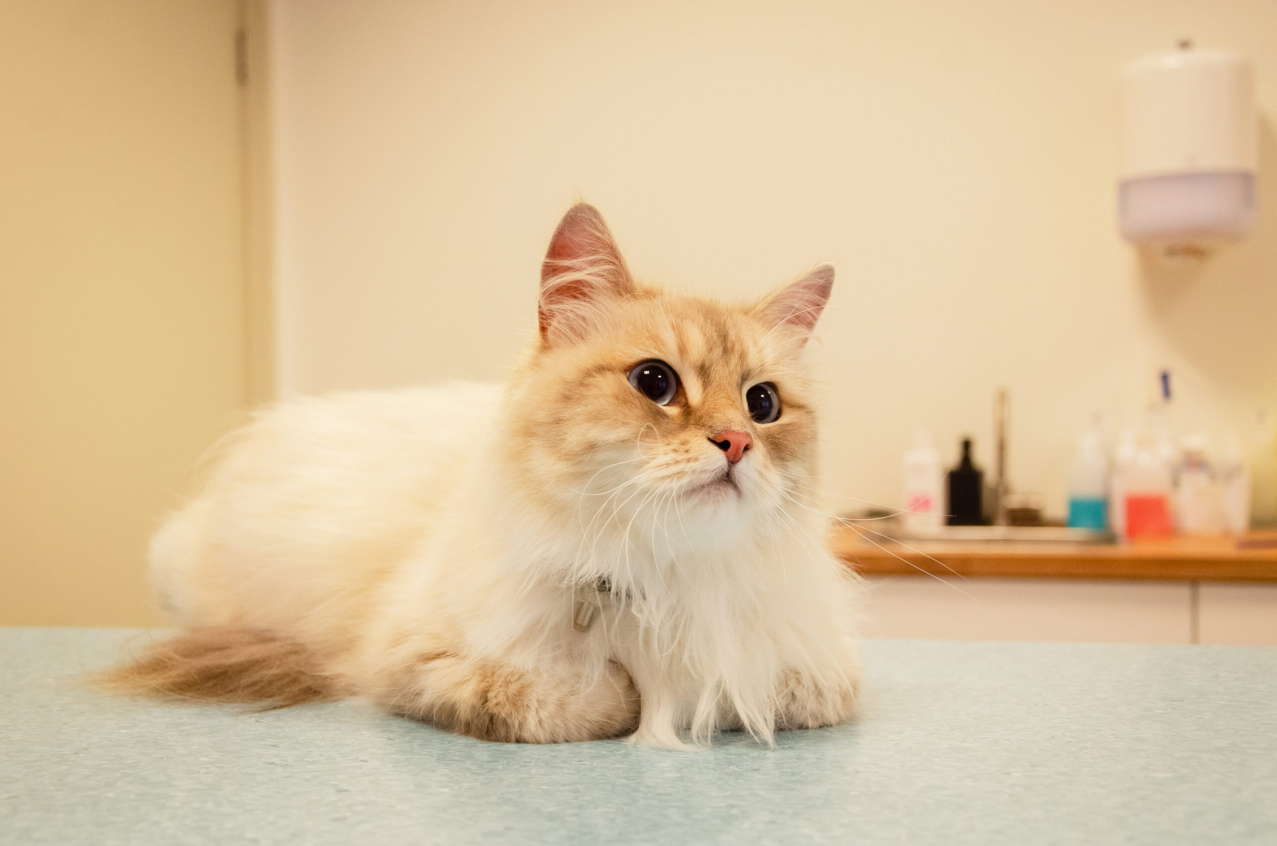 cat friendly clinic